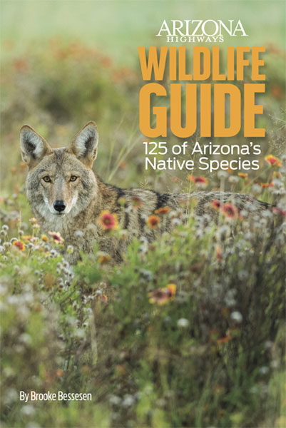 Guide to Arizonas Wilderness Areas Wilderness Guidebooks