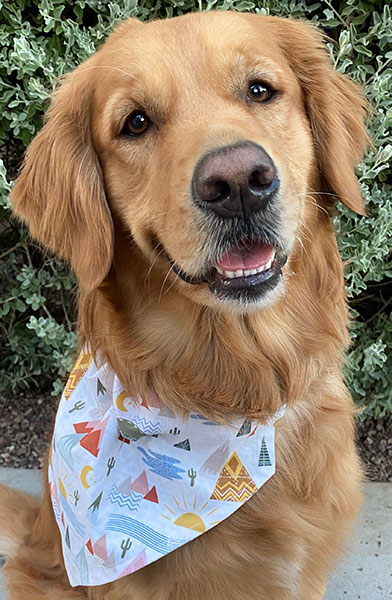 Medium Dog Bandana