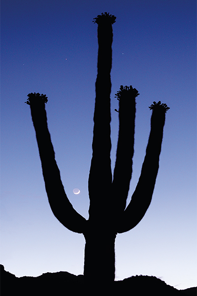 Saguaro Silhouette Holiday Card