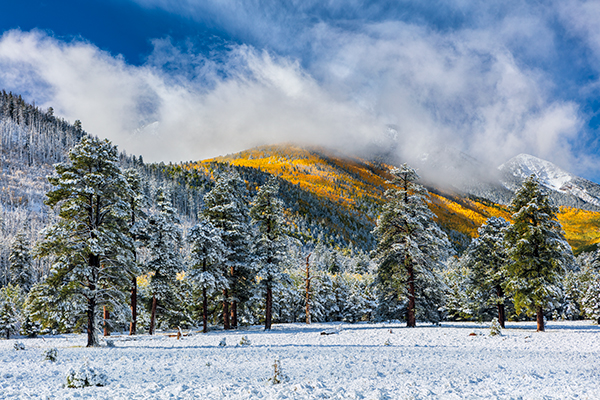 Lockett Meadow Holiday Cards