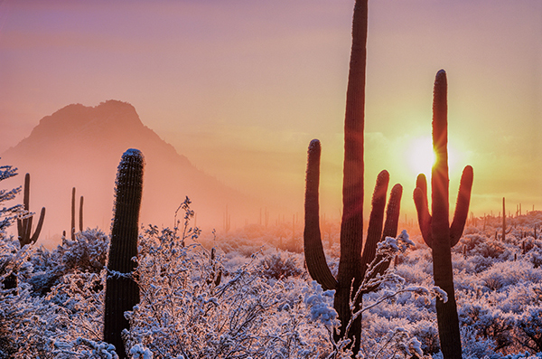 Saguaro Sunrise Holiday Cards