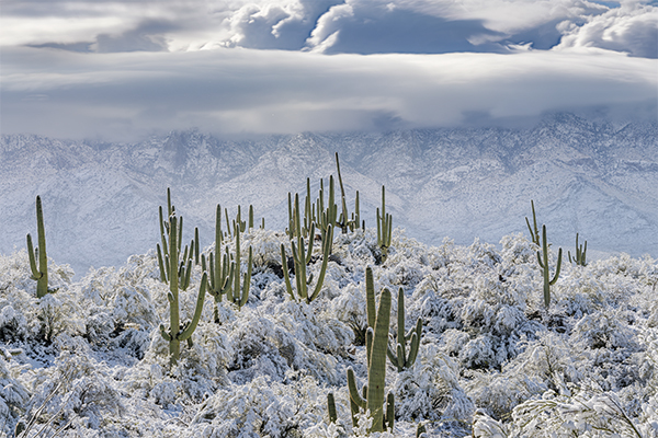 Serene Saguaros Holiday Cards