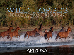 Wild Horses of the Salt River