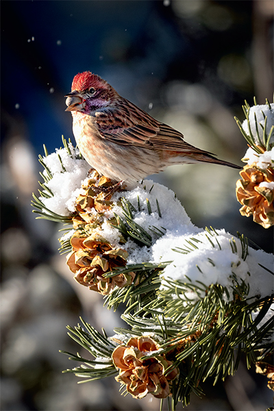 Cassin’s Finch Holiday Cards