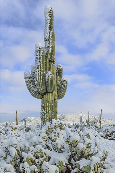 Snowy Desert Holiday Cards