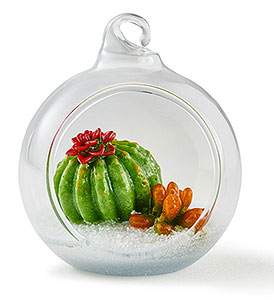 Desert Botanic Terrarium
